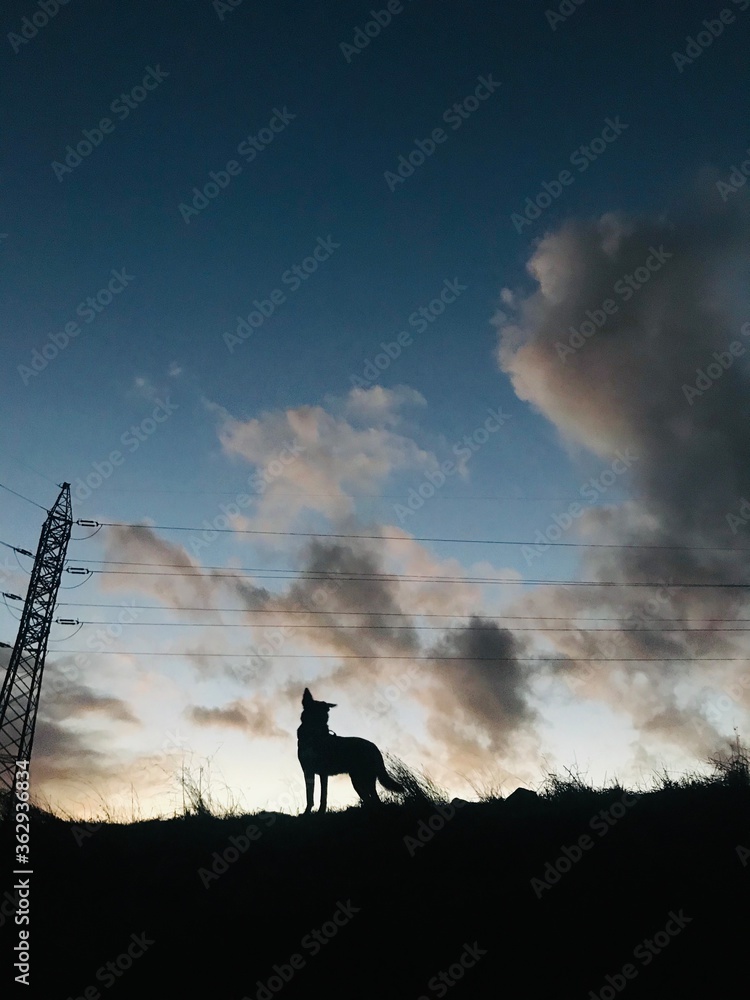 Fototapeta premium mi imagen