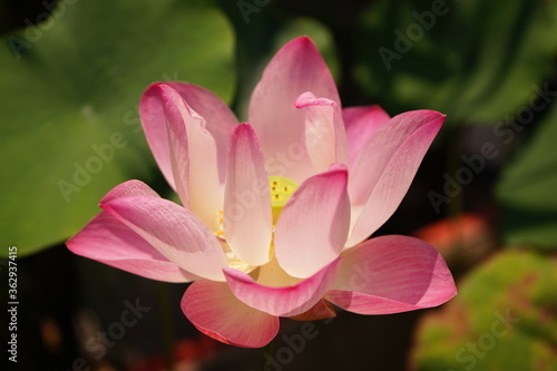 pink lotus flower