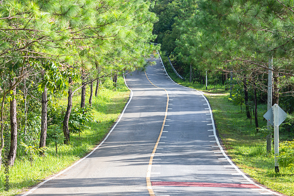 Asphalt road that is hilly and curved With pine trees on both sides of the road.