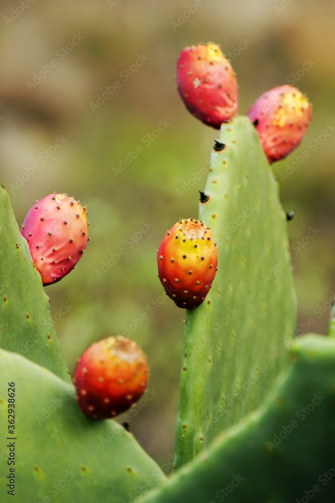 Cactus fruits Cactus fruits