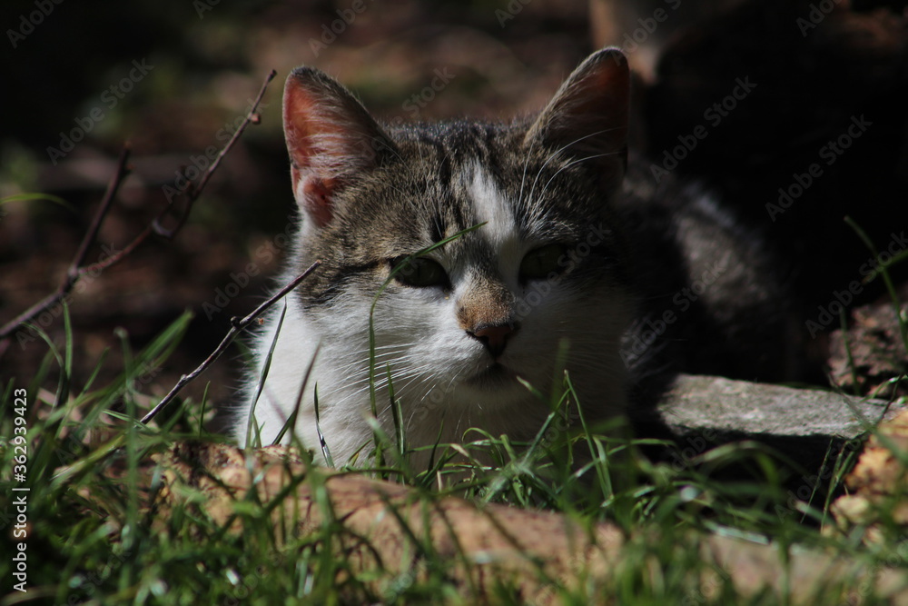 Obraz premium cat on the grass