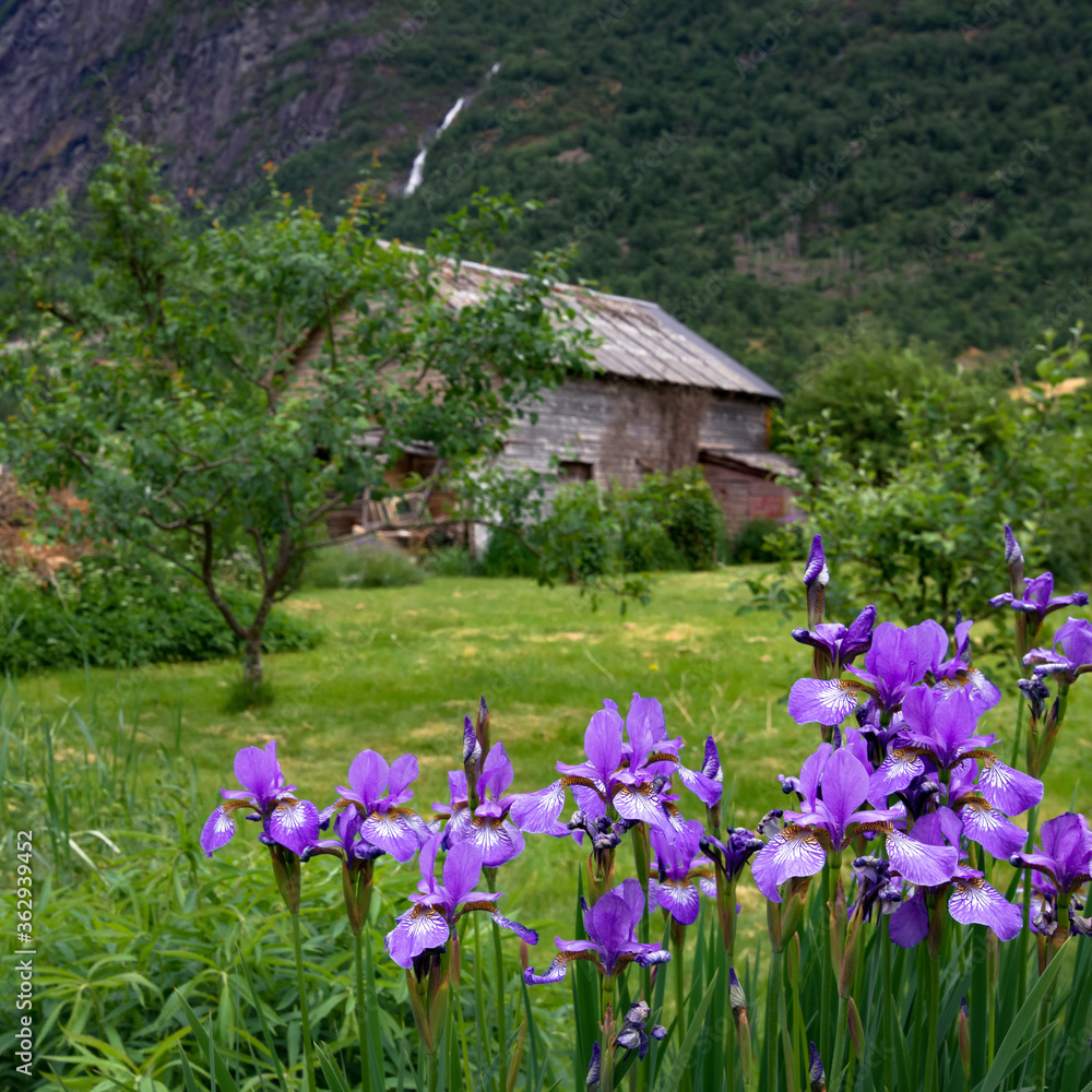 Rural landscape with irises and a wooden house on the background. Focus on the flowers on the first plan. Beautiful garden in Olden, Oldedalen valley, Norway. Rural landscape with irises and a wooden house on the background. Focus on the flowers on the first plan. Beautiful garden in Olden, Oldedalen valley, Norway.