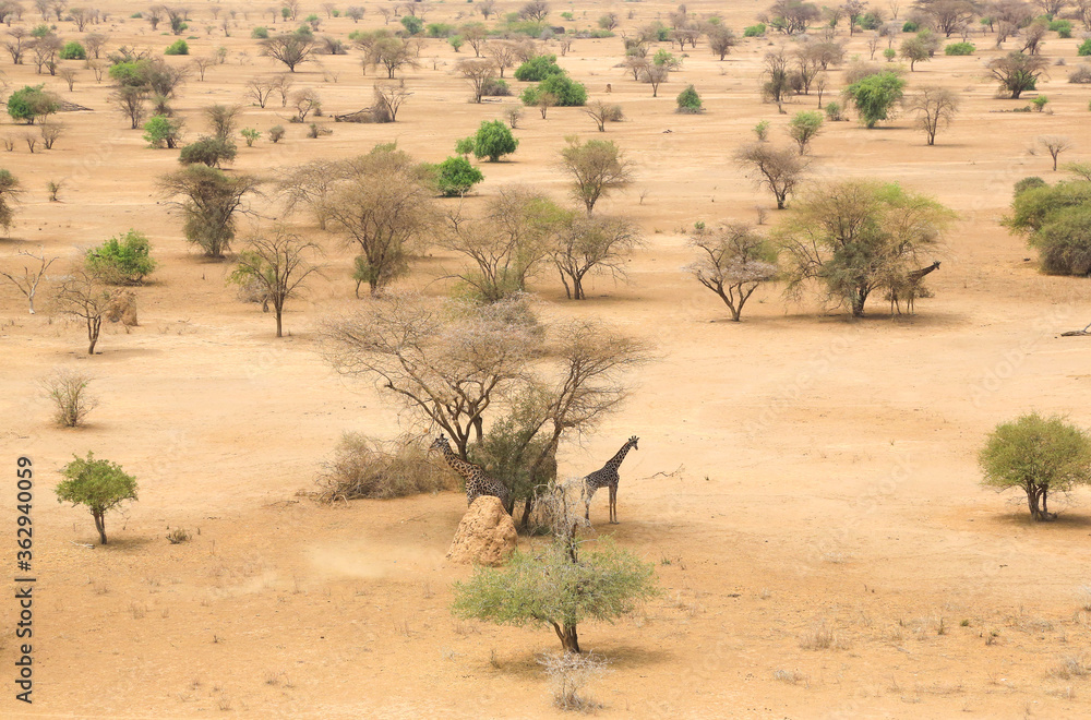 Aerial view of two giraffes (Giraffa Camelopardalis) in the Shompole conservancy area in the Great Rift Valley, near Lake Magadi, Kenya.