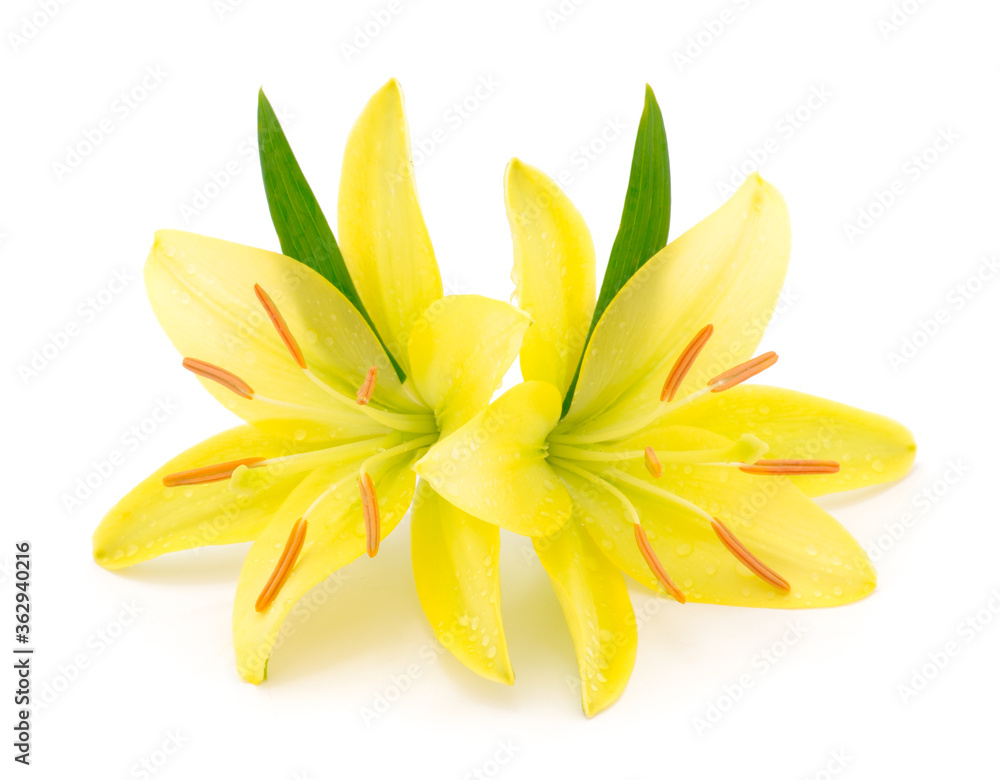 Two yellow lily. Two yellow lily.