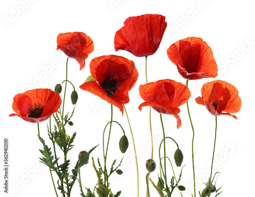 Beautiful red poppy flowers isolated on white