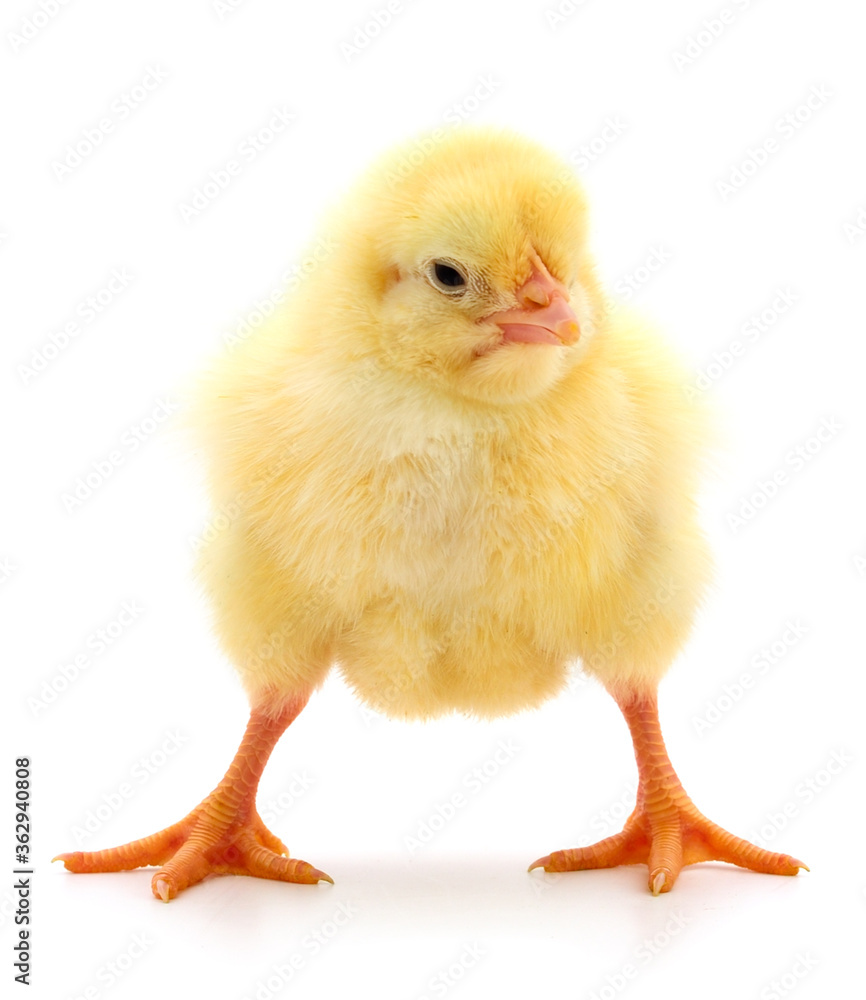 Little chicken isolated.