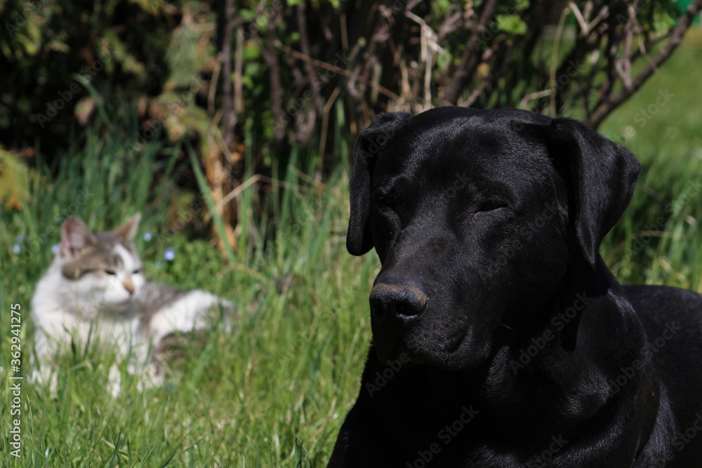 black labrador retriever dog