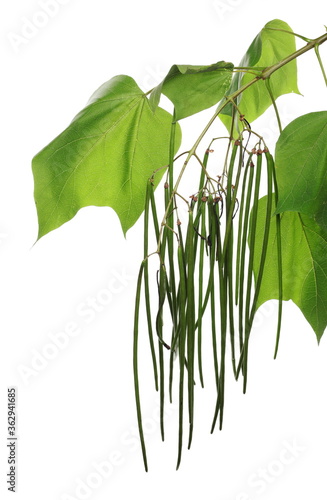 Catalpa or catawba branch and leaves with long, full of small flat seeds isolated on white background photo