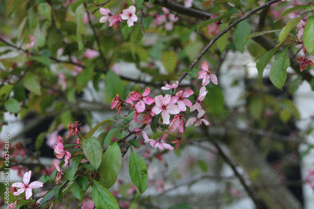 pink cherry blossom