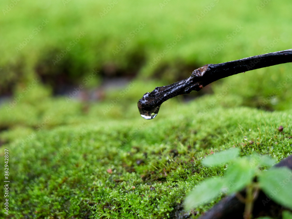 Rain drop on a dried twig against moss background Rain drop on a dried twig against moss background