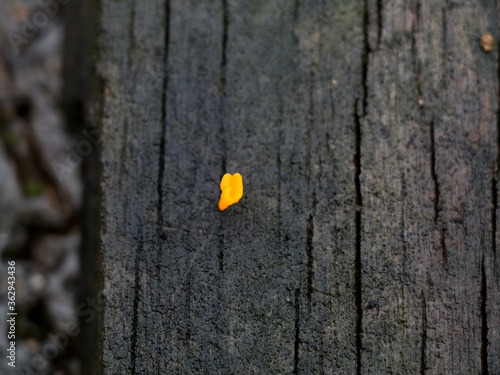 A tiny yellow color parasitic plant on a decaying plank