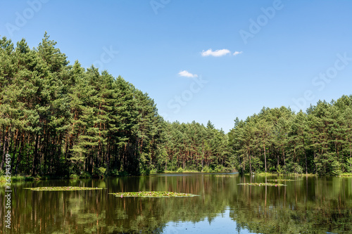 Obraz na płótnie Pond in Laski (community Boleslaw, Poland) w salonie