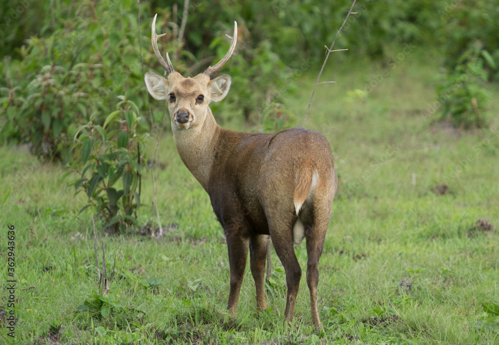deer in the woods deer in the woods