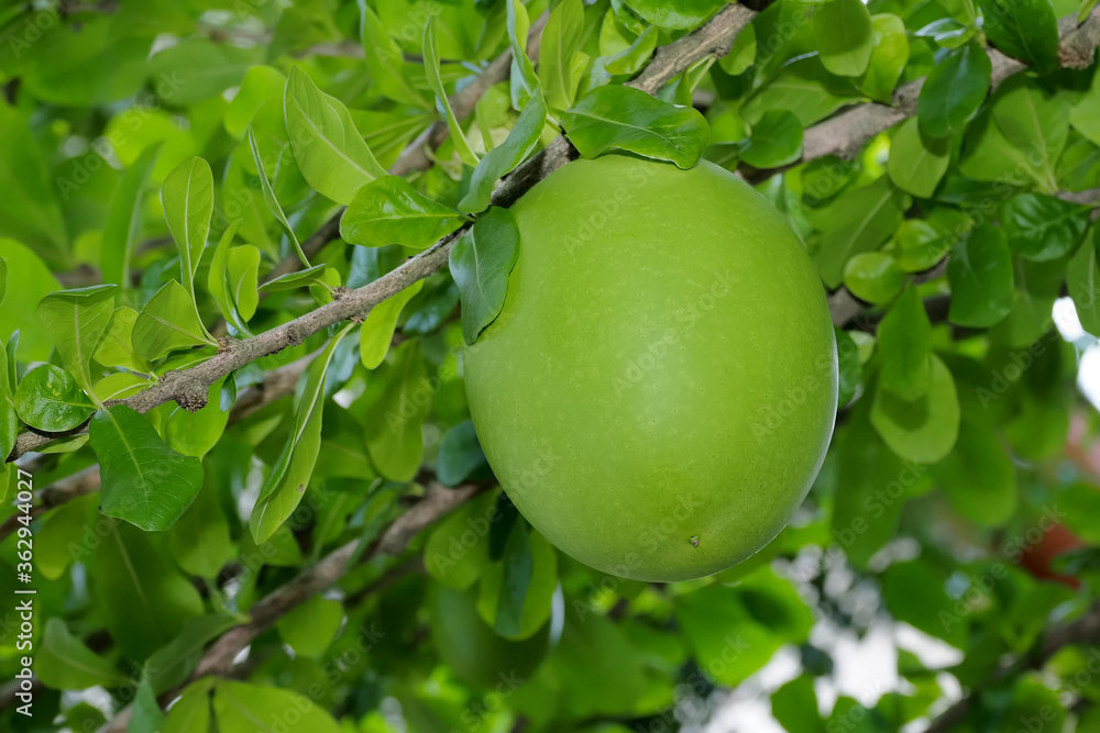 A close up of maja fruit on a tree A close up of maja fruit on a tree