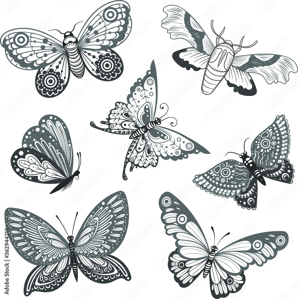 Fototapeta premium Vector Black and White Butterfly Set