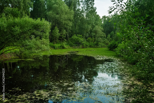 Pond in the Botanic garden Park, Moscow