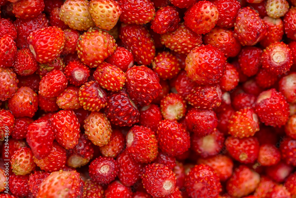 Berries of wild strawberry. Close-up photo. Berries of wild strawberry. Close-up photo.