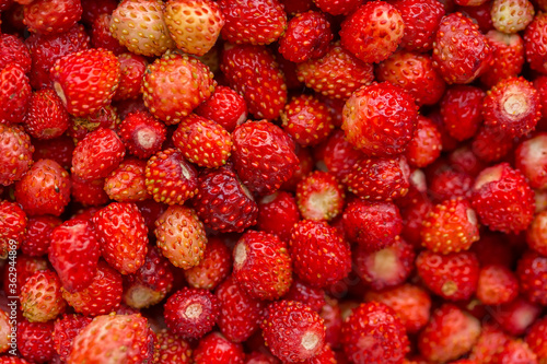 Berries of wild strawberry. Close-up photo.
