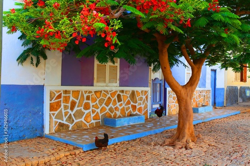 Colorful house and tree with flowers in Maio, Cape Verde
