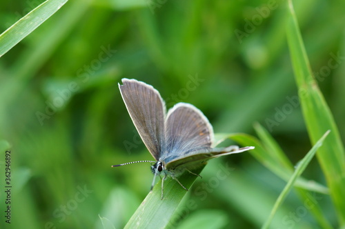 A brown butterfly in the green grass. Insects in nature. © Станислав 