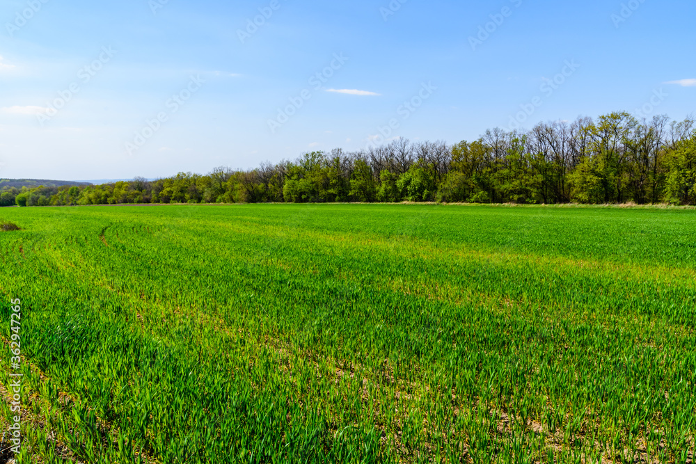 View on field with the young green wheat