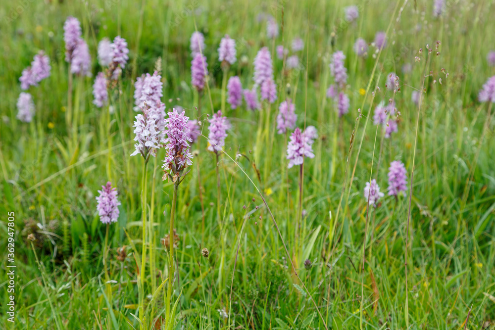 Meadow with orchid flowers. Dactylorhiza maculata. Satyrion stained. Cantabrian Mountains, León, Spain. Meadow with orchid flowers. Dactylorhiza maculata. Satyrion stained. Cantabrian Mountains, León, Spain.