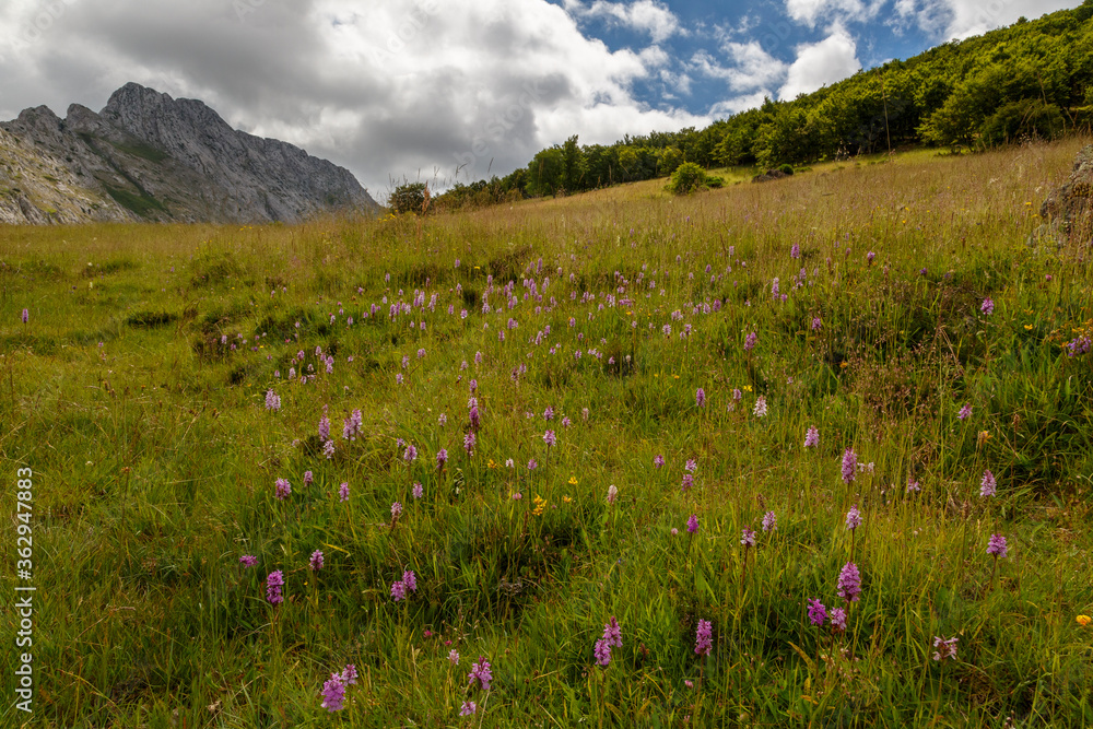 Mountain meadow with orchids. Dactylorhiza maculata. Heath spotted-orchid. Cantabrian Mountains, León, Spain.