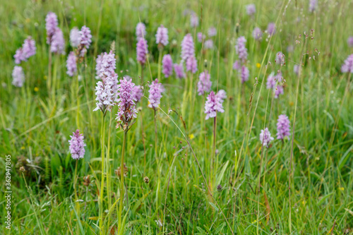 Meadow with orchid flowers. Dactylorhiza maculata. Satyrion stained. Cantabrian Mountains  Le  n  Spain.