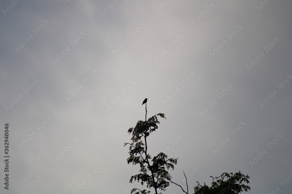 hummingbird on a tree hummingbird on a tree