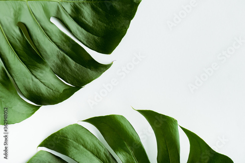 close up view of green palm leaves on white background
