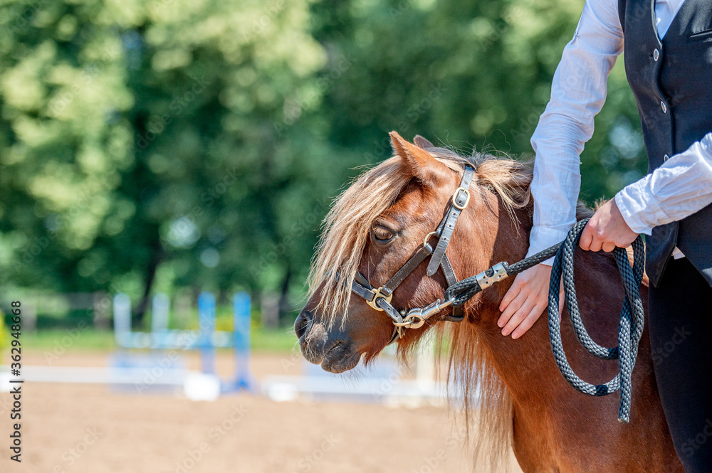 Shetland pony on horse show, portrait. Shetland pony on horse show, portrait.