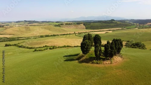 Cypresses in a circle in the Tuscan countryside Orciano Pisano Pisa Italy photo