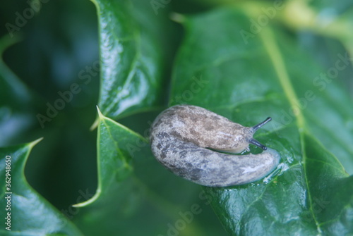 snail without a shell