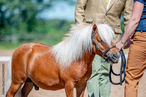 Shetland pony on horse show, portrait. photo