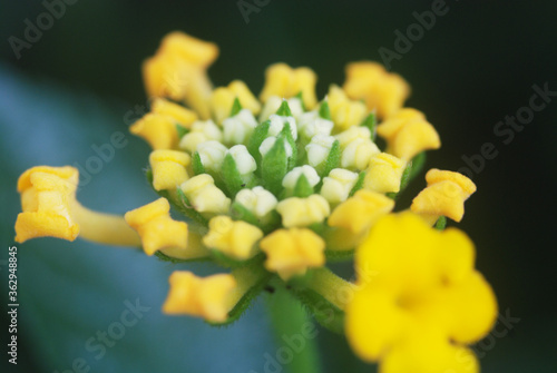 Yellow Lantana
