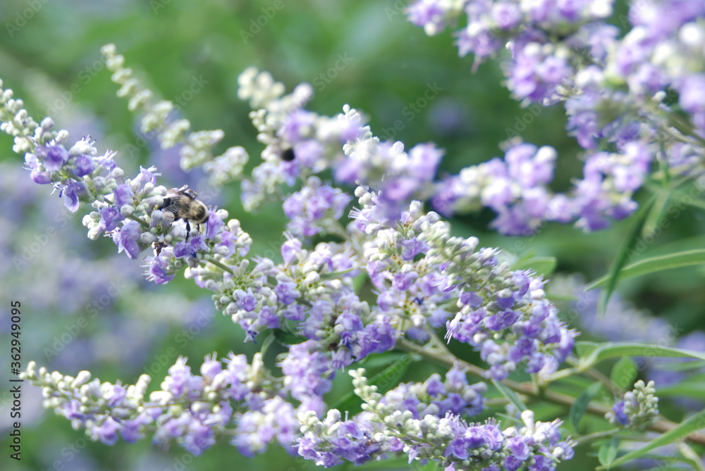 Shoal Creek Vitex Shoal Creek Vitex