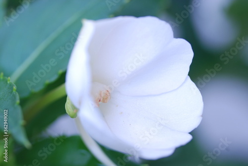 Compact White flowers
