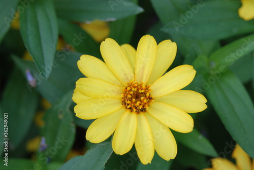 Yellow Daisy