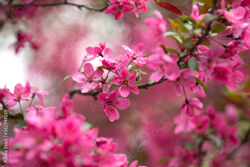 Bee on a Prairie Fire Crabapple Blossom