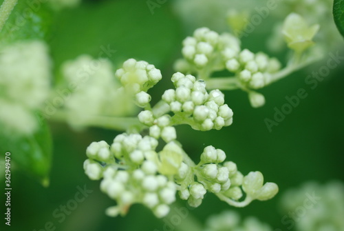Southern Arrowwood buds