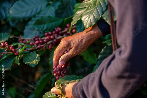 Hand of old farmer harvesting Arabica coffee berry in organic coffee plantation