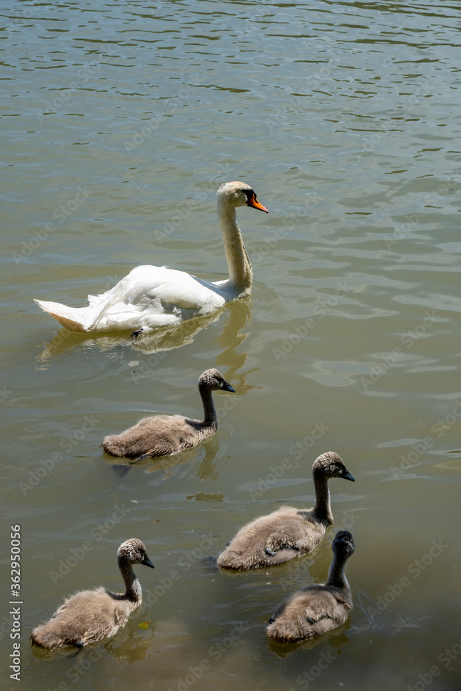 close up view of a white whooping swan mother and four young chicks