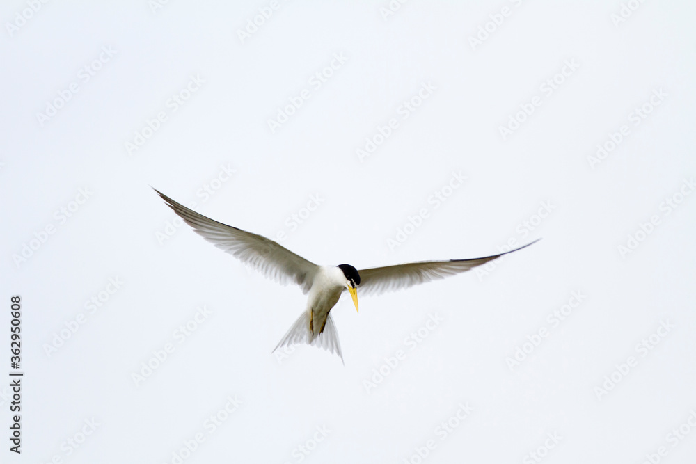 Fototapeta premium Fisherman bird in the Pantanal