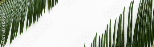 top view of green palm leaves isolated on white background  panoramic shot