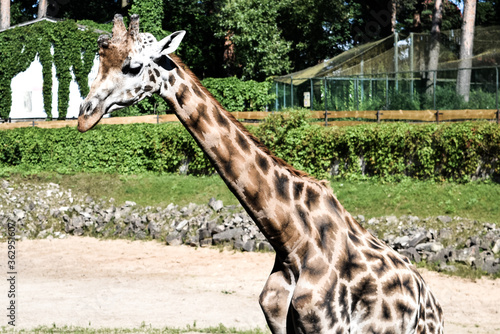 Photography Giraffe by you
