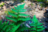Natural green fern in forest. Beautiful green background.