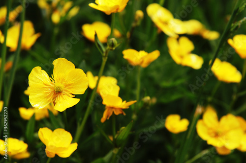 meadow yellow flowers - potentilla pyrenaica