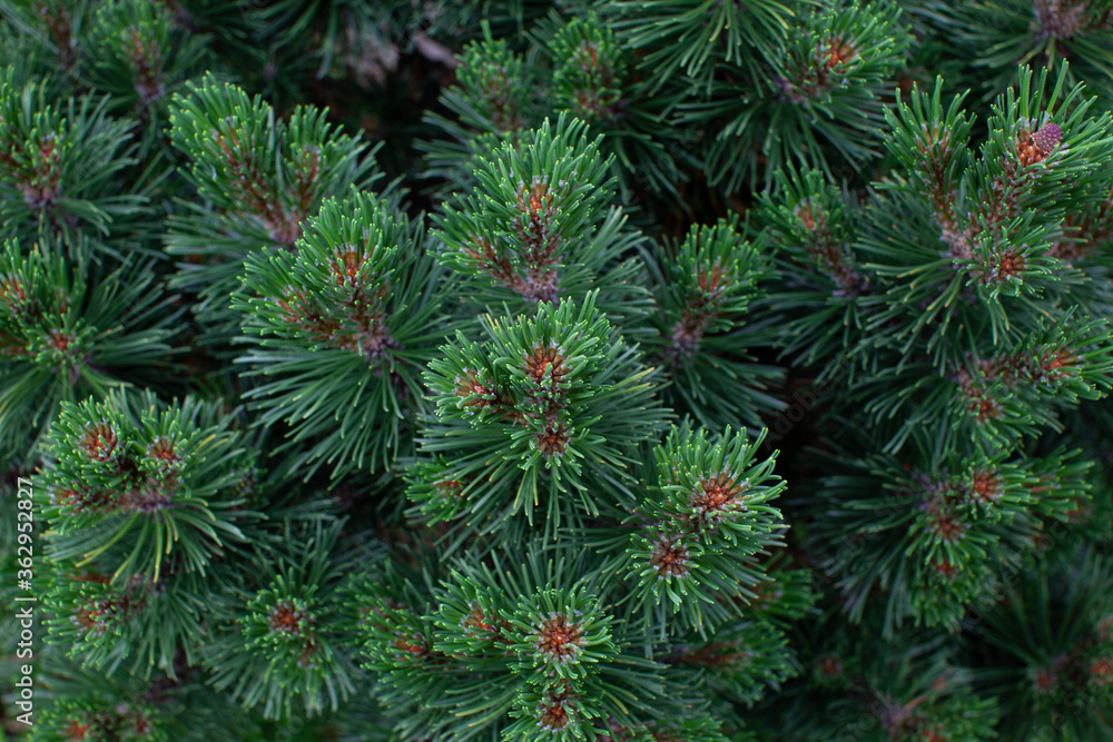 Summer pine tree decorative bush texture Summer pine tree decorative bush texture