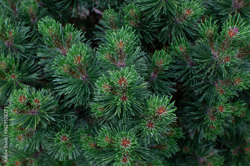 Summer pine tree decorative bush texture