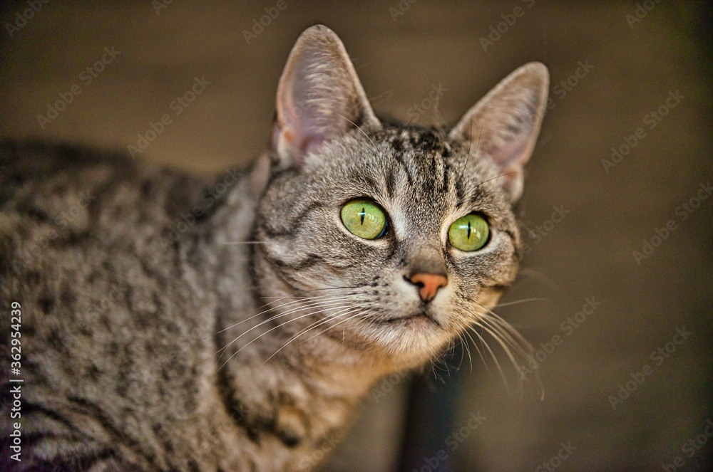 Portrait of a cat of the breed European Shorthair